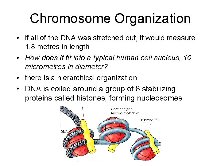 Chromosome Organization • if all of the DNA was stretched out, it would measure