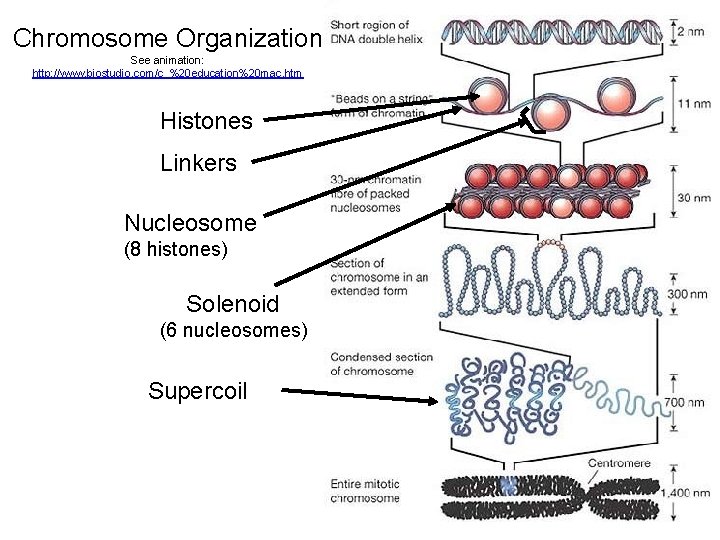 Chromosome Organization See animation: http: //www. biostudio. com/c_%20 education%20 mac. htm Histones Linkers Nucleosome