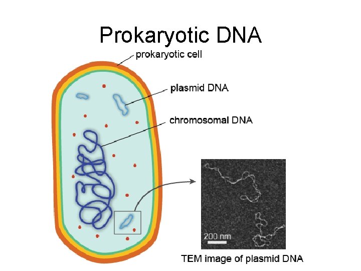 Prokaryotic DNA 