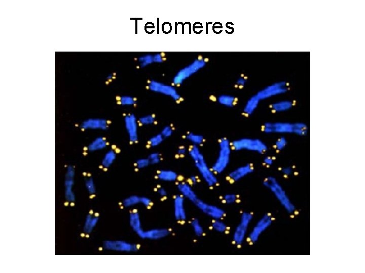 Telomeres 