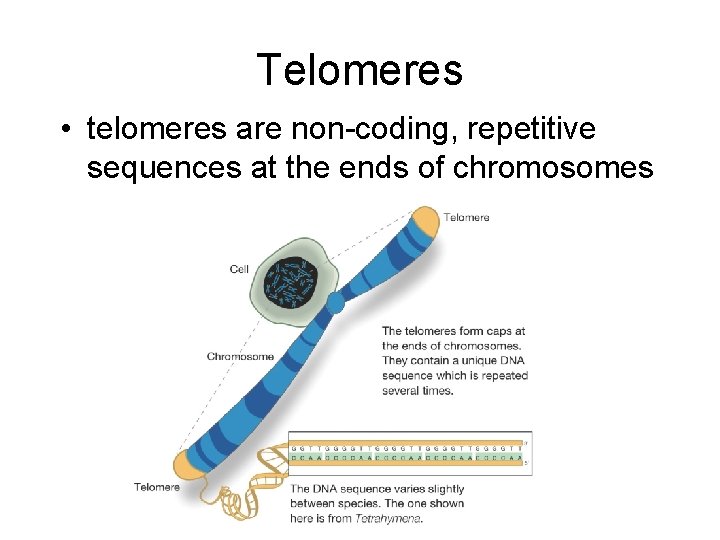 Telomeres • telomeres are non-coding, repetitive sequences at the ends of chromosomes 