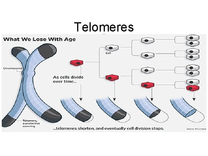 Telomeres 