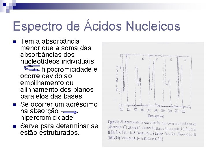 Espectro de Ácidos Nucleicos n n n Tem a absorbância menor que a soma