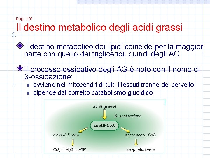 Pag. 125 Il destino metabolico degli acidi grassi Il destino metabolico dei lipidi coincide