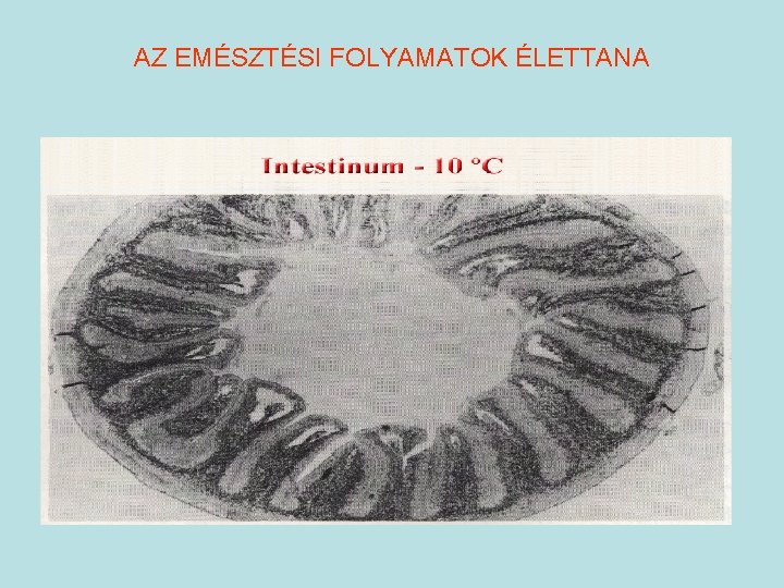 AZ EMÉSZTÉSI FOLYAMATOK ÉLETTANA 