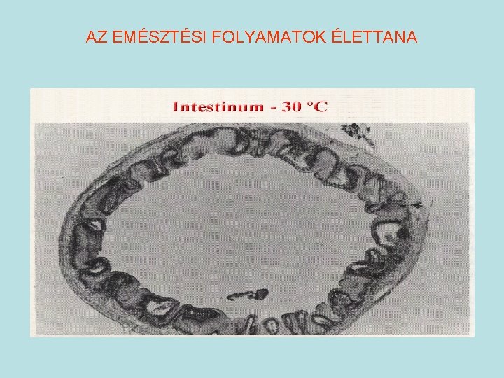 AZ EMÉSZTÉSI FOLYAMATOK ÉLETTANA 