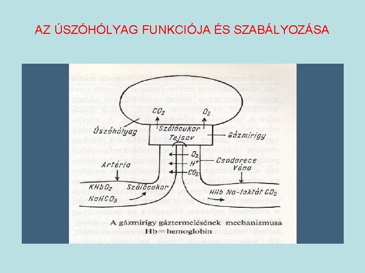 AZ ÚSZÓHÓLYAG FUNKCIÓJA ÉS SZABÁLYOZÁSA 