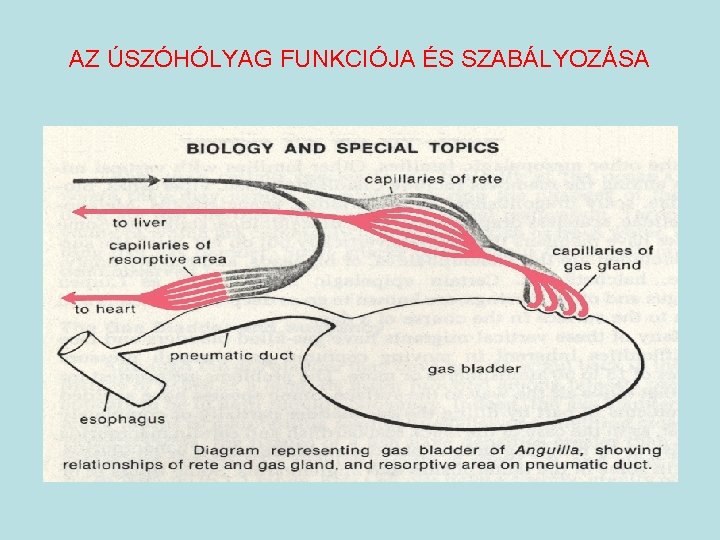 AZ ÚSZÓHÓLYAG FUNKCIÓJA ÉS SZABÁLYOZÁSA 