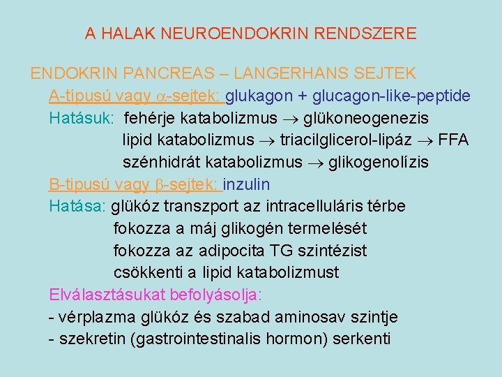 A HALAK NEUROENDOKRIN RENDSZERE ENDOKRIN PANCREAS – LANGERHANS SEJTEK A-típusú vagy -sejtek: glukagon +