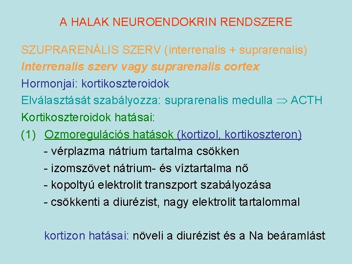 A HALAK NEUROENDOKRIN RENDSZERE SZUPRARENÁLIS SZERV (interrenalis + suprarenalis) Interrenalis szerv vagy suprarenalis cortex