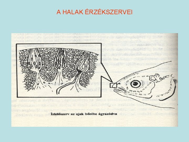 A HALAK ÉRZÉKSZERVEI 