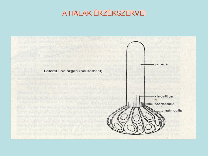 A HALAK ÉRZÉKSZERVEI 