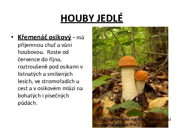 HOUBY JEDLÉ • Křemenáč osikový - má příjemnou chuť a vůni houbovou. Roste od