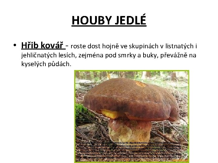 HOUBY JEDLÉ • Hřib kovář - roste dost hojně ve skupinách v listnatých i