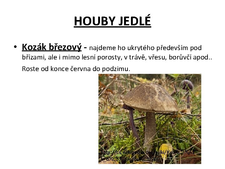 HOUBY JEDLÉ • Kozák březový - najdeme ho ukrytého především pod břízami, ale i