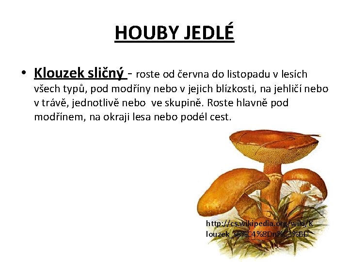 HOUBY JEDLÉ • Klouzek sličný - roste od června do listopadu v lesích všech