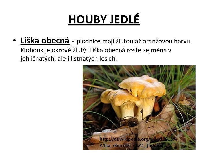 HOUBY JEDLÉ • Liška obecná - plodnice mají žlutou až oranžovou barvu. Klobouk je