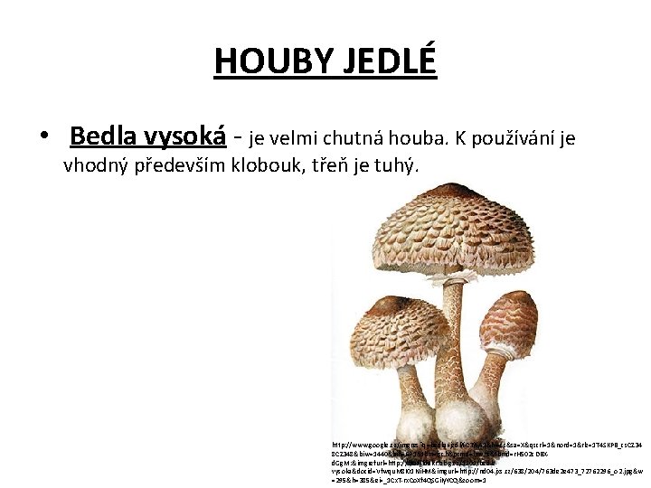 HOUBY JEDLÉ • Bedla vysoká - je velmi chutná houba. K používání je vhodný