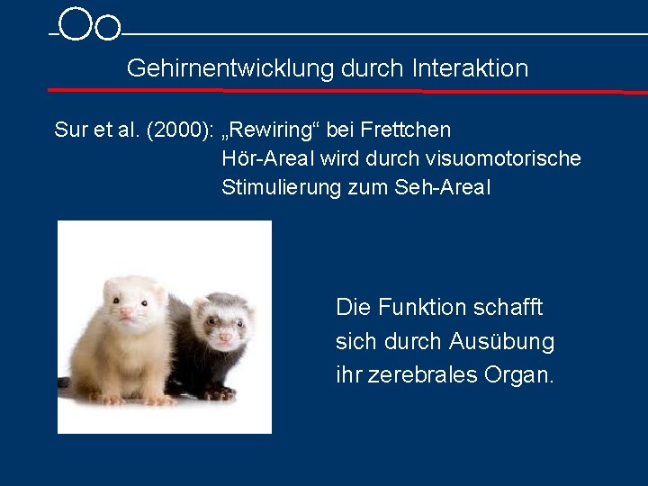 Gehirnentwicklung durch Interaktion Sur et al. (2000): „Rewiring“ bei Frettchen Hör Areal wird durch