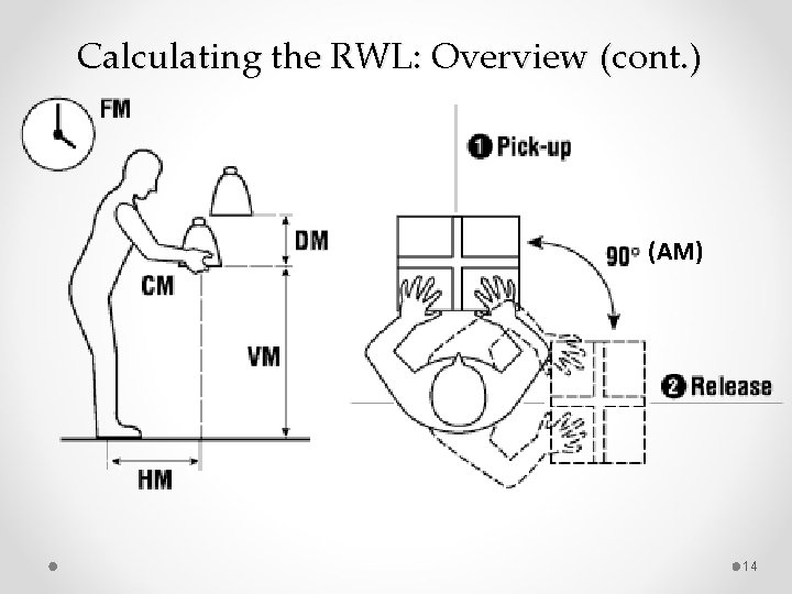 Calculating the RWL: Overview (cont. ) (AM) 14 