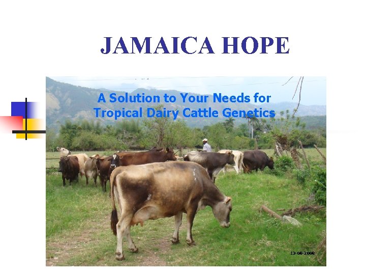 JAMAICA HOPE A Solution to Your Needs for Tropical Dairy Cattle Genetics 13 -08