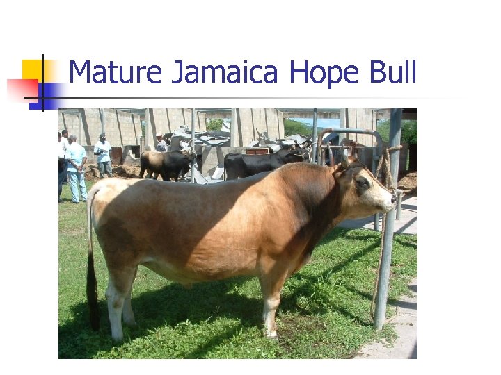 Mature Jamaica Hope Bull 