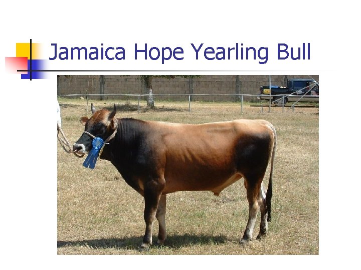 Jamaica Hope Yearling Bull 