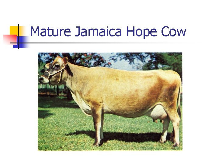 Mature Jamaica Hope Cow 