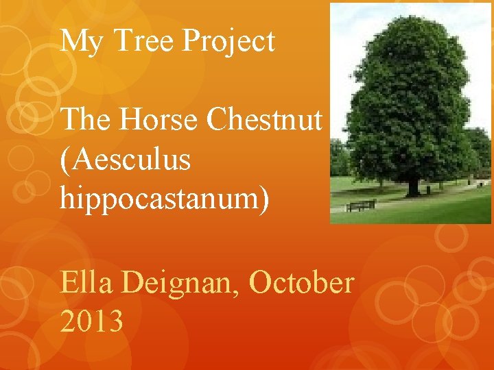 My Tree Project The Horse Chestnut Tree (Aesculus hippocastanum) Ella Deignan, October 2013 