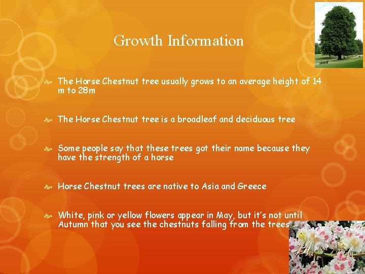 Growth Information The Horse Chestnut tree usually grows to an average height of 14