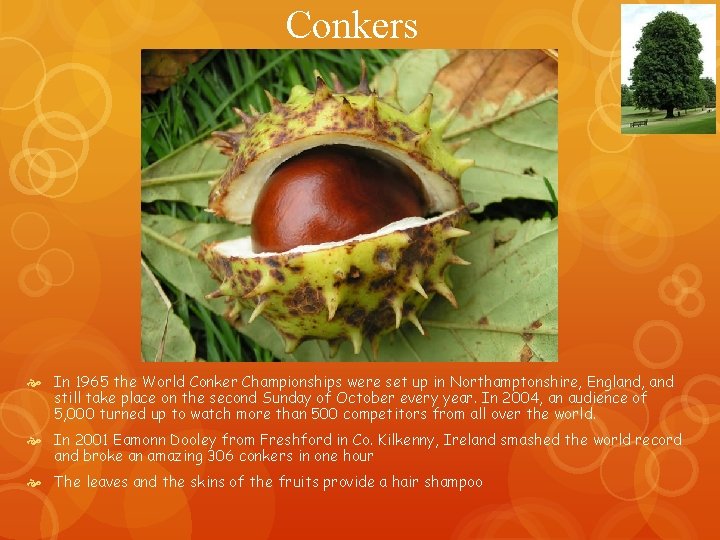 Conkers In 1965 the World Conker Championships were set up in Northamptonshire, England, and