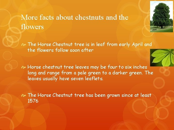 More facts about chestnuts and the flowers The Horse Chestnut tree is in leaf