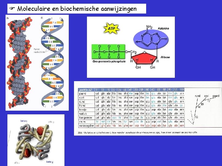  Moleculaire en biochemische aanwijzingen 