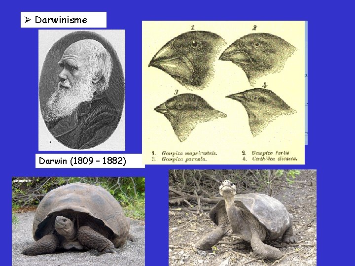  Darwinisme Darwin (1809 – 1882) 