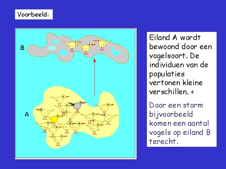 Voorbeeld: Eiland A wordt bewoond door een vogelsoort. De individuen van de populaties vertonen