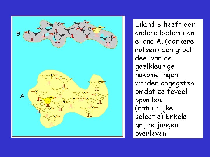 Eiland B heeft een andere bodem dan eiland A. (donkere rotsen) Een groot deel