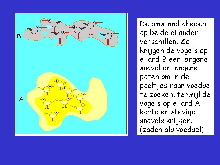De omstandigheden op beide eilanden verschillen. Zo krijgen de vogels op eiland B een