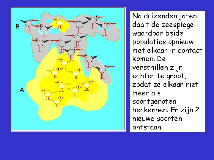 Na duizenden jaren daalt de zeespiegel waardoor beide populaties opnieuw met elkaar in contact