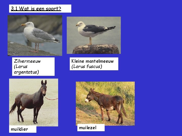 3. 1 Wat is een soort? Zilvermeeuw (Larus argentatus) muildier Kleine mantelmeeuw (Larus fuscus)