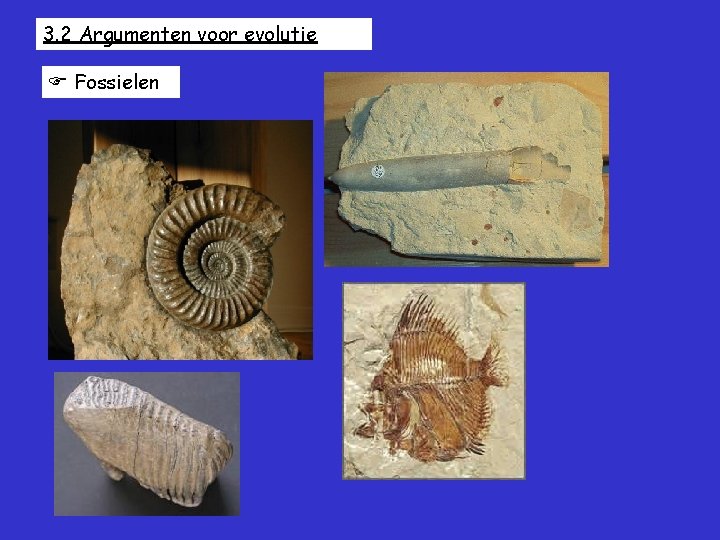 3. 2 Argumenten voor evolutie Fossielen 