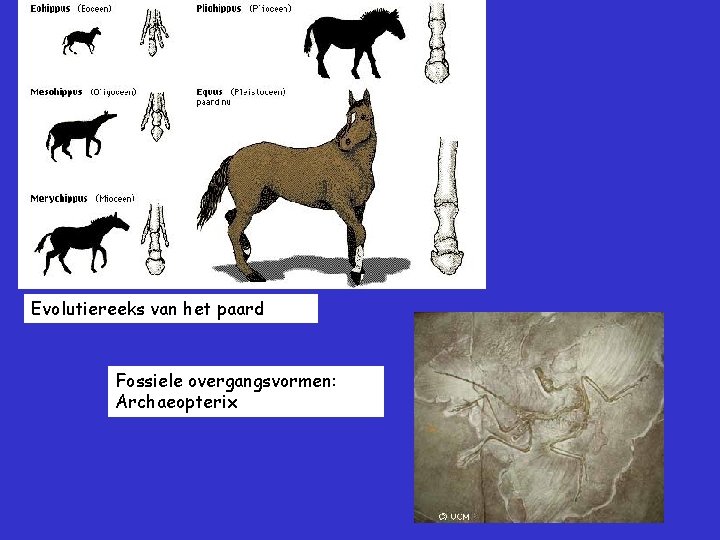 Evolutiereeks van het paard Fossiele overgangsvormen: Archaeopterix 