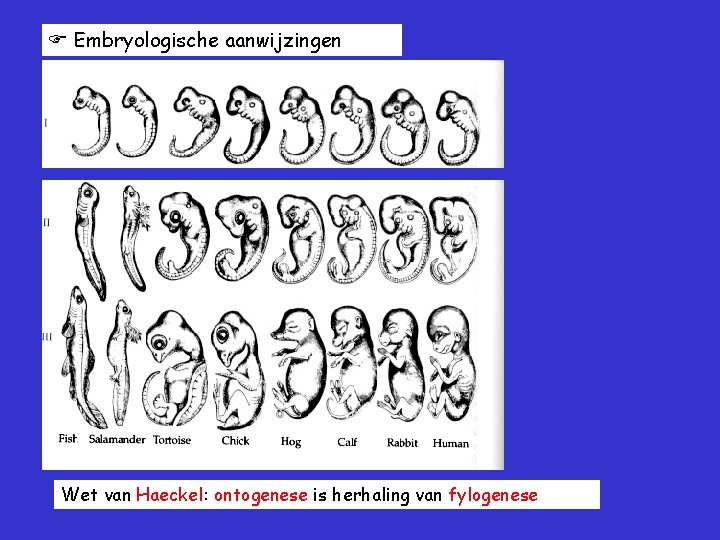  Embryologische aanwijzingen Wet van Haeckel: ontogenese is herhaling van fylogenese 