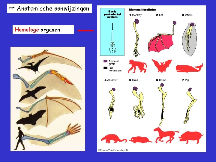  Anatomische aanwijzingen Homologe organen 