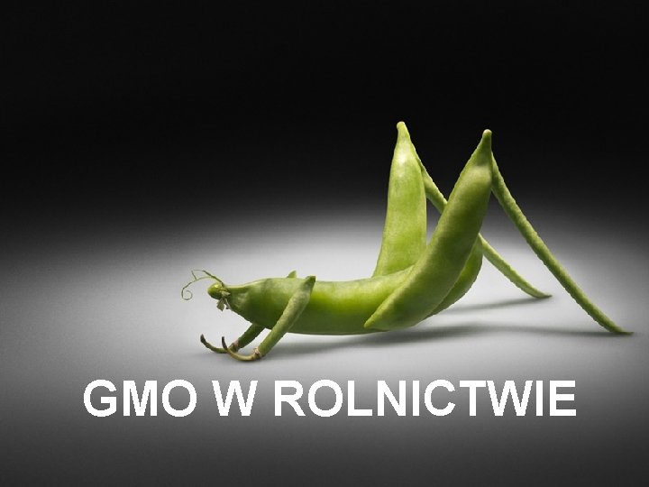 GMO W ROLNICTWIE 