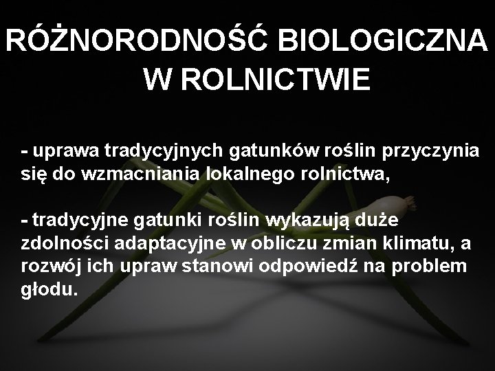 RÓŻNORODNOŚĆ BIOLOGICZNA W ROLNICTWIE - uprawa tradycyjnych gatunków roślin przyczynia się do wzmacniania lokalnego