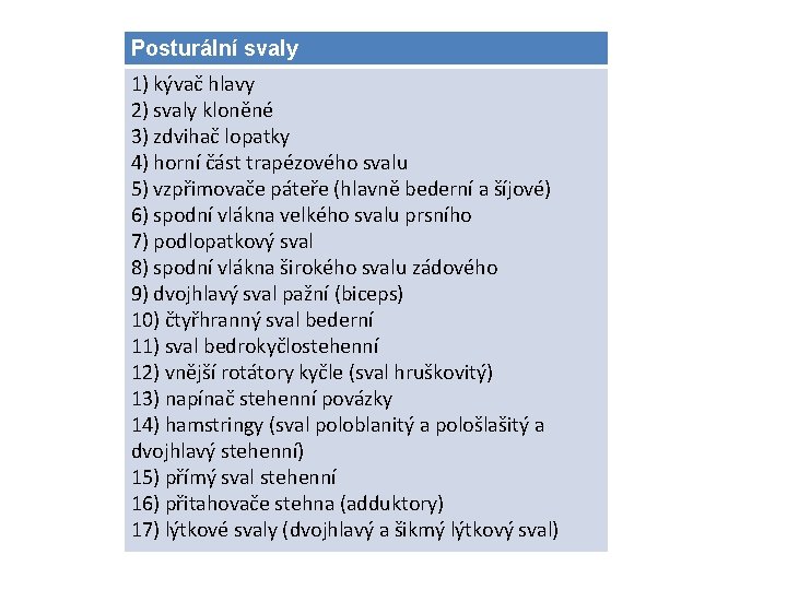 Posturální svaly 1) kývač hlavy 2) svaly kloněné 3) zdvihač lopatky 4) horní část