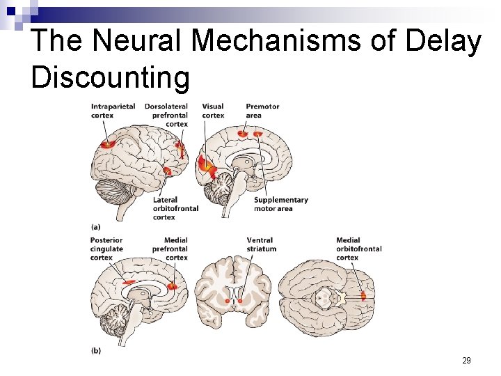 The Neural Mechanisms of Delay Discounting 29 