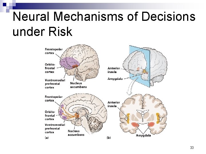 Neural Mechanisms of Decisions under Risk 33 
