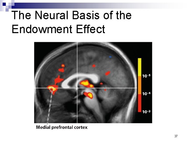 The Neural Basis of the Endowment Effect 37 