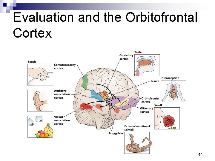 Evaluation and the Orbitofrontal Cortex 47 